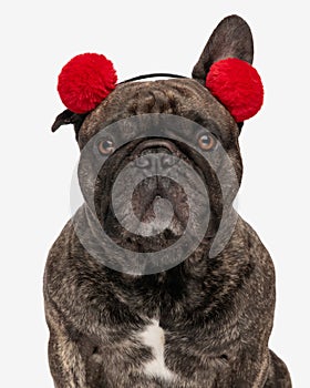 sweet french bulldog puppy wearing red tassels headband and looking forward