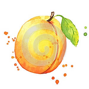 Sweet fresh apricot watercolor illustration