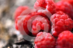 Sweet, fresh, organic raspberry fruit closeup