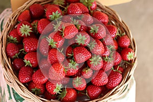 Sweet fresh red strawberries from farm, ripe strawberry fruit in white basket,  organic fruit from field