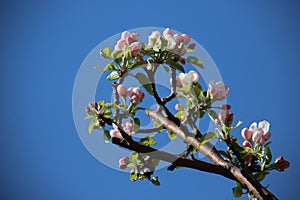 Sweet And Fure. Flowering  Blooming Pink White Apples Flowers