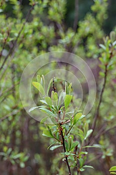 Bog-myrtle Myrica gale, foliage photo