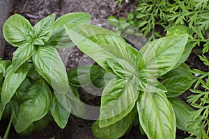 Sweet, Genovese basil photo