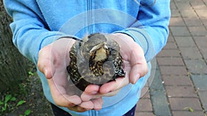 A sweet girl is holding a small thrush.