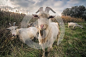 Sweet goats with funny beards on background grazing in countryside.