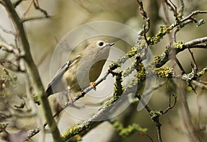 A sweet Goldcrest , Regulus regulus, perching on a lichen covered branch. Along with the Firecrest, it is the UK`s smallest native