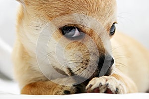 Sweet golden Chihuahua pup photo