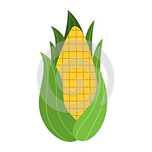Sweet golden corn in cartoon style. Farm vegetable element