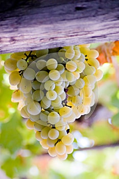 Sweet grape of zibibbo