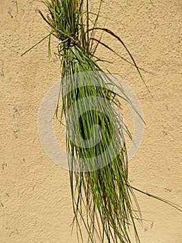 Sweet grass, a bundle of herbs