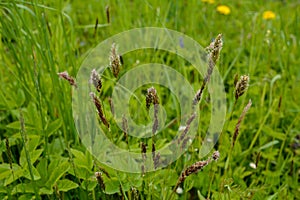 sweet grass or holy grass, Hierochloe odorata, mannagrass, Anthoxanthum odoratum