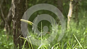 Sweet Grass Stems in Woods