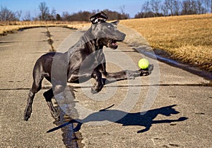 A sweet great Dane puppy tries to catch a tennis ball in mid air
