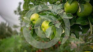 Sweet Green Granny Smith Apples Australia