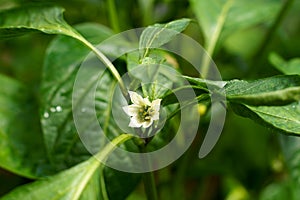 Sweet green paprika growing flower and green leaves