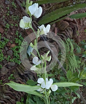 Sweet green peas blossom in bloom. White pea flower