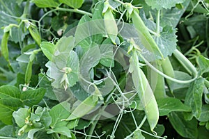 Sweet Green Peas