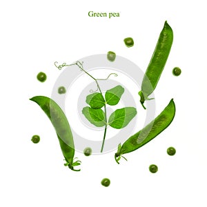 Sweet green peas on a white backlit background.Creative layout