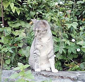 A sweet grey kitten posing on a wall in the caribbean