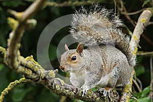 A sweet Grey Squirrel, Scirius carolinensis, in the branches of a tree in the UK.