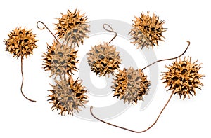 Sweet Gum Seed Pods
