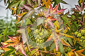 Sweet gum tree with green spikey leaves