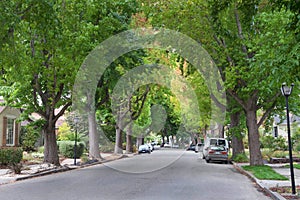 Sweet gum tree lined residential street in summer