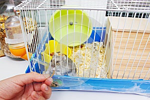 sweet hamster who eats his treats.Jungar hamster in a cage