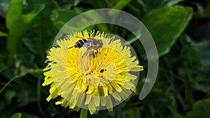 Sweet honey-bee pollination close up
