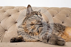 Sweet house cat lounging on sofa relaxing looking up and off camera