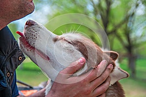 Sweet husky dog licks a face to a man. Cute red Siberian husky loves and caresses to his owner. Portrait, side view close up.