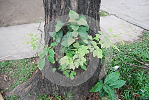 Tree in Bangladesh.jatio press club field. photo