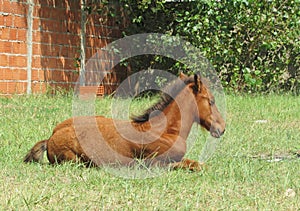 Sweet image of baby horse lying in the sun