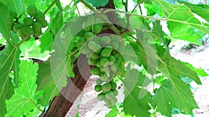 Sweet Indian Grapes