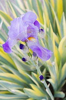 Sweet Iris photo
