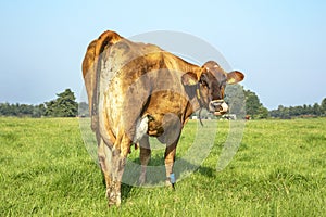 Sweet Jersey cow nose picking with her tongue, looking backwards in the field and under a pale blue sky