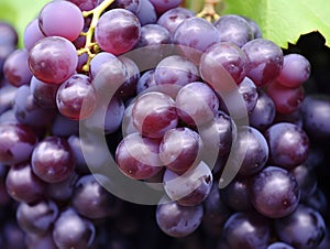 Sweet and Juicy Harvest: A Colorful Cluster of Ripe Red and Green Grapes, Freshly Picked and Grown in a Vibrant Vineyard