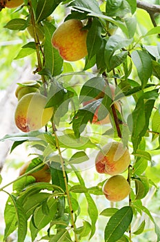 Sweet Juicy Peaches on a Peach Tree