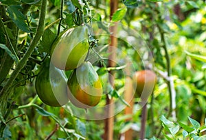 Sweet juicy red, yellow and green tomatoes ripening on a branch in a greenhouse