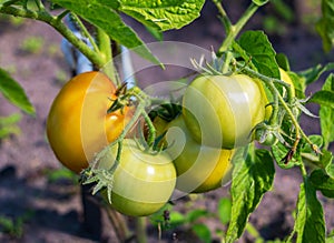 Sweet juicy red, yellow and green tomatoes ripening on a branch in a greenhouse