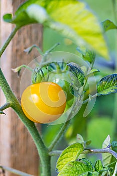 Sweet juicy red, yellow and green tomatoes ripening on a branch in a greenhouse