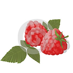 Sweet juicy ripe raspberries leaf