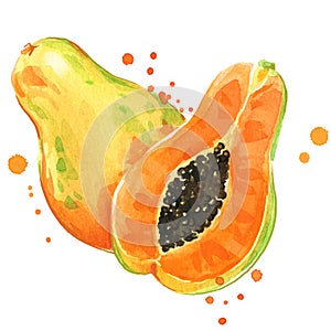 Sweet juicy watercolor papaya hand painted