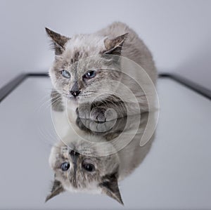 A sweet kitten purring over a mirror that reflects its image