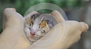 Sweet Kitten taking a nap , cat lovely baby on the hand