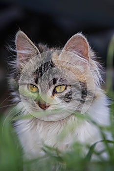 Sweet kitty behind grass