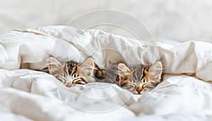 Sweet kitty cat couple napping on fluffy white bed with copy space, loving domestic pets concept