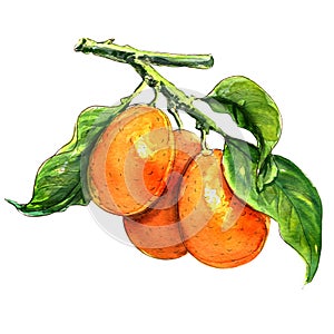 Sweet kumquat citrus fruits with leaf closeup on