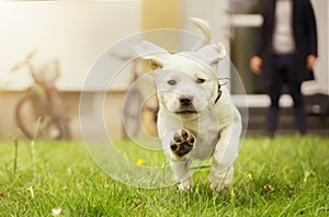 Sweet labrador puppy in meadow in motion showing dog paws