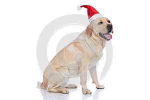 Sweet labrador retriever dog panting and wearing a christmas hat